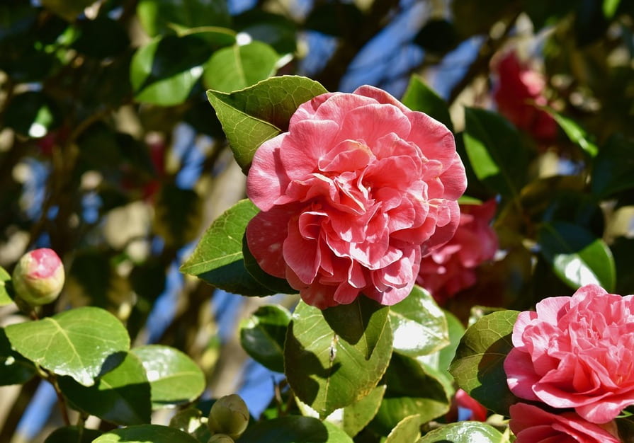 Pinkfarbene Camellienblüten, umgeben von grünen Blättern und einem klaren blauen Himmel im Hintergrund